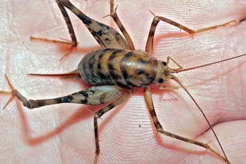 "Пришелец" из Азии: запорожцев напугало неизвестное насекомое в жилом доме (ФОТО)