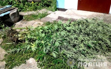 На Херсонщине «наркоаграрий» выращивал на огороде и в теплице элитную коноплю