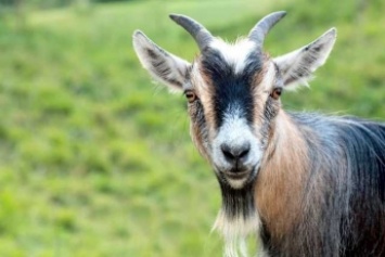 В Харькове два зоофила изнасиловали козу