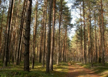 Под Киевом прочесали лес в поисках детей