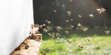 Словения готова подарить всем странам Европы пчел