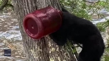 Чтобы снять с головы медвежонка пластиковую банку, канадцам пришлось лезть за «пленником» на дерево (ВИДЕО)