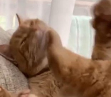 Забавный ролик из Сети: кот бил себя лапой по морде без всякой логики и смысла