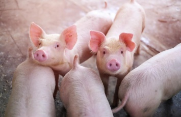 В Киевской области из-за вспышки африканской чумы свиней уничтожено почти 4 тысячи животных