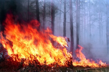 В Харьковской области загорелся лес: спасатели тушили масштабный пожар несколько часов, - ВИДЕО