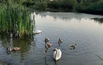 В Ужгороде подростки забросали семью лебедей камнями