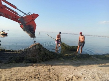 В Одессе водоросли заполонили море - их вывозят грузовиками