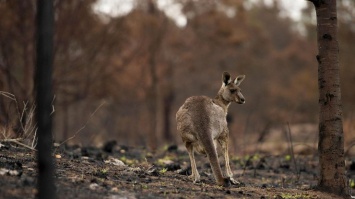 От лесных пожаров в Австралии погибли три миллиарда животных
