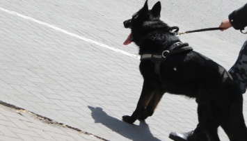 В Германии собак учат выявлять COVID-19 у людей
