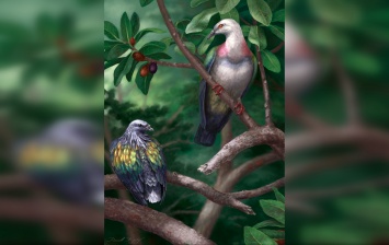 Ученые нашли останки гигантского голубя