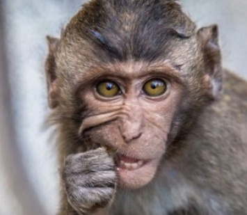 «Сфотографироваться с обезьянкой» в Киеве теперь под запретом