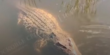 В подмосковной реке выловили крокодила