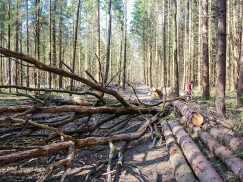 Незаконные вырубки в лесничестве Житомирской области нанесли ущерба на 2,5 млн грн - Офис генпрокурора