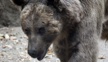 В Финляндии посетители зоопарка смогут переночевать в окружении медведей