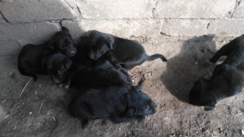 Жительнице города Николаева под дом подбросили ящик с семью щенками