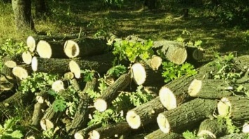 Полицейские Кривого Рога задержали мужчин, занимавшихся незаконной вырубкой древесины