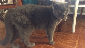 В Никополе спустя полтора месяца кот Френсис вернулся домой