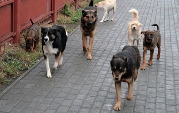 В Запорожье собирают подписи против «устранения бродячих собак с улиц города путем убийства»