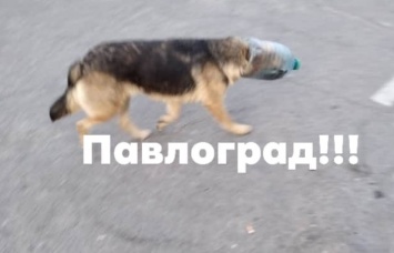 Жителей Павлограда просят спасти несчастную собаку