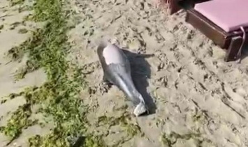 На одесском пляже, неподалеку от затонувшего танкера "Делфи", обнаружили мертвого дельфина