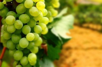 Виноград можно не всем: что происходит с организмом после его употребления