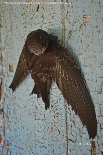 В Чернобыльском заповеднике объяснили, чем уникален молодняк серпокрылого родственника колибри