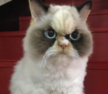 Недовольная кошка стала звездой в Instagram благодаря своему убийственному взгляду