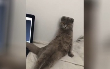 Кошка проверила на хозяине прием соблазнения и прославилась (видео)