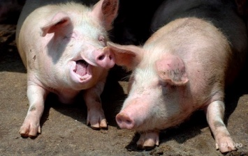 Во время пожара во Франции заживо сгорели 1,7 тысяч свиней