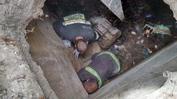 В Днепре на Рабочей собака упала в 3-метровый люк: пришлось вызывать спасателей