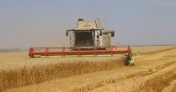 В Украине зафиксировали новый рекорд урожайности сорта пшеницы (ФОТО)