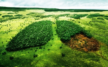 Ученые предрекли крах цивилизации, если не остановить вырубку лесов