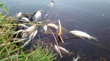 В бессарабском озере случился замор рыбы
