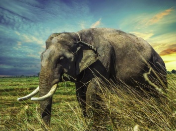 В Ботсване выяснили причину гибели массовой гибели слонов