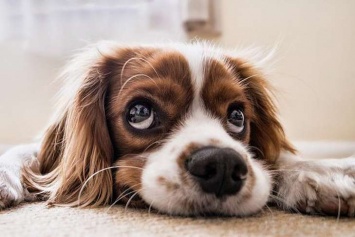 В Японии коронавирус обнаружили у собак