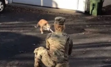 Женщина-солдат не была дома 8 месяцев - первая реакция ее пса оказалась необычной