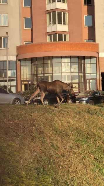 В Киеве огромный лось забрел в жилой квартал (фото)