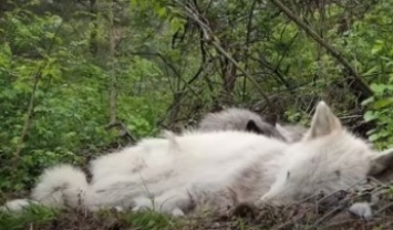 Видео с "самыми ленивыми в мире" волками стало вирусным - они даже воют лежа