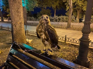 В одесский зоопарк принесли хищную птицу, изъятую у мучителей на Приморском бульваре