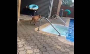 Пес, не умеющий плавать, бросился в воду спасать хозяина - это сделало его звездой (видео)