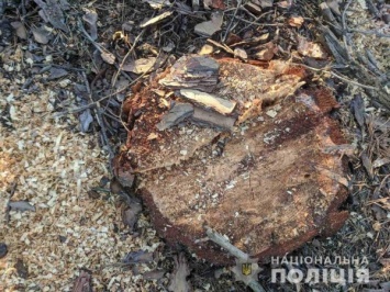 93 сосны спилили лесные браконьеры в Новозбурьевском лесничестве