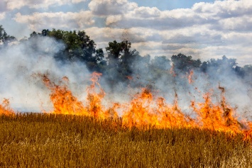 Днепрян предупредили об опасности: массово горят леса