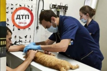 В Киеве неадекват выбросил кота из окна - животное умерло в страшных муках