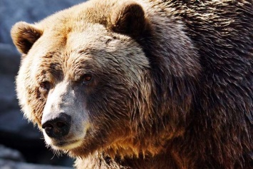 Медведи оборвали жизнь 11-летнего подростка