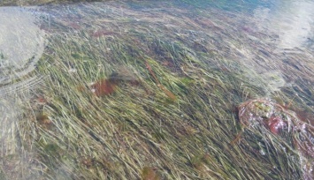 "Не водоросли, а лечебная трава": экологи о растениях, которыми усеяны пляжи запорожского курорта