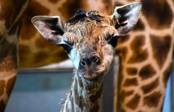 В Биопарке Одессы пополнение - родился жираф Ротшильда (видео)