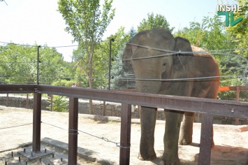В Николаевском зоопарке отметили день рождения слона Динкара (ФОТО, ВИДЕО)