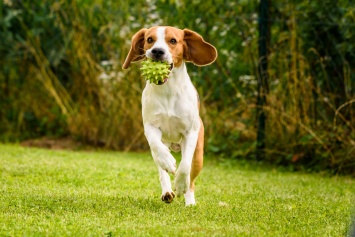 Ветеринары рекомендуют ограничить прогулки с собаками в жару