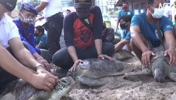 На Бали от браконьеров спасли зеленых морских черепах