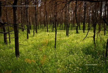 Появились фото обновления природы после апрельских пожаров в зоне отчуждения ЧАЭС